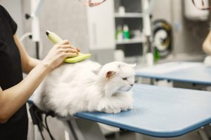 Is This The Best Cat Grooming Place Here’s How To Know